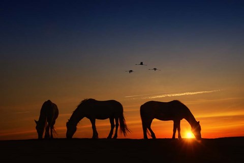 Framed Fly Over Print