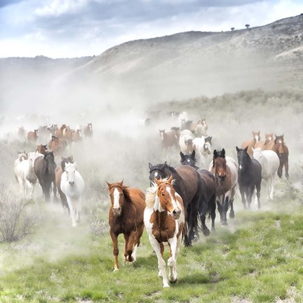 Framed Stampede II Print