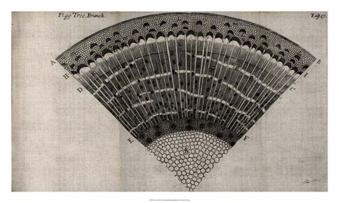 Framed Tree Fan II Print