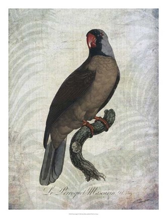 Framed Parrot Jungle I Print