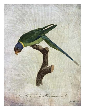 Framed Parrot Jungle IV Print