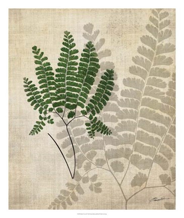 Framed British Ferns II Print