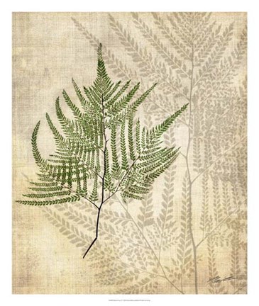 Framed British Ferns V Print