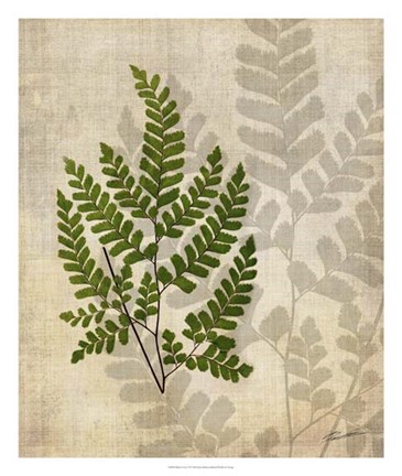 Framed British Ferns VI Print