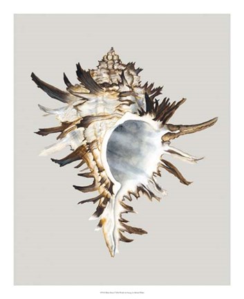 Framed Black Murex Print