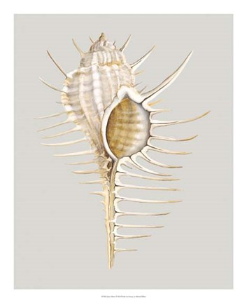 Framed Spiney Murex Print