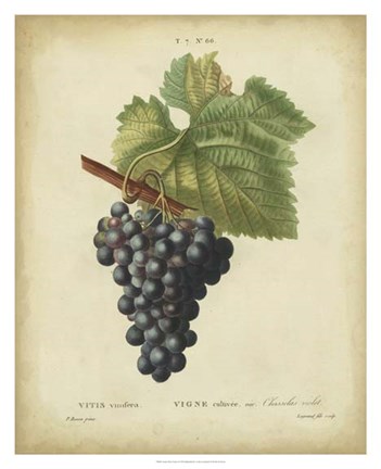 Framed Antique Bessa Grapes I Print