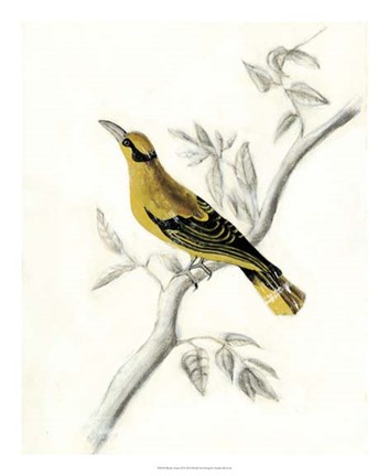 Framed Rustic Aviary II Print