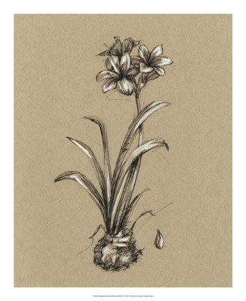 Framed Botanical Sketch Black &amp; White II Print