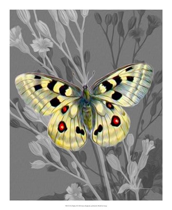 Framed On Display II Print