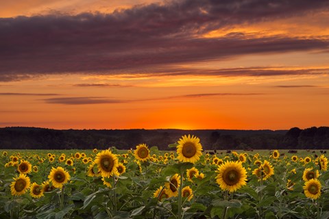 Framed Sunset over Sunflowers Print