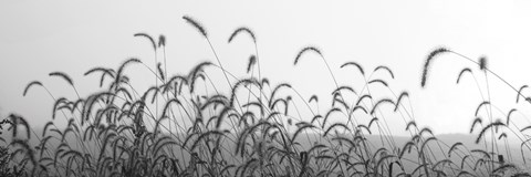 Framed Autumn Light Print