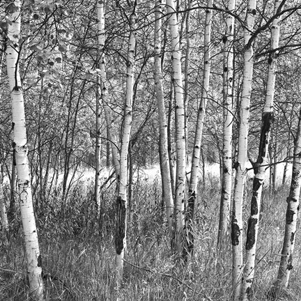 Framed Birch Forest Print