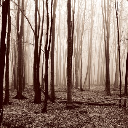 Framed Winter Woods Print