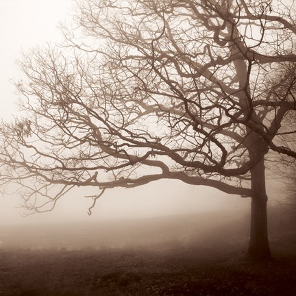 Framed Silence Print