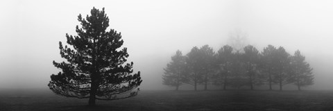 Framed Misty Pines Print