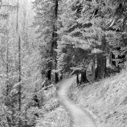 Framed Pine Path Print