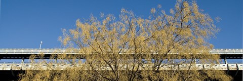 Framed Golden Tree Print