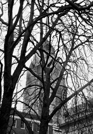 Framed Branch Curtain Print