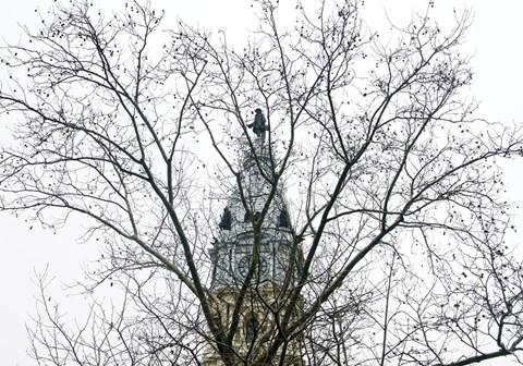 Framed City Hall (branches) (Color) Print