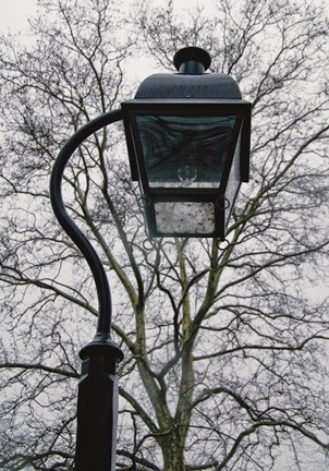 Framed Lamp and Branches (Color) Print