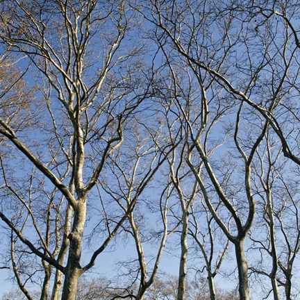 Framed January Branches I (Color) Print