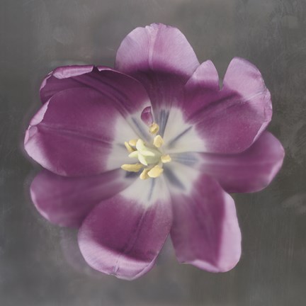 Framed Purple Tulip Print