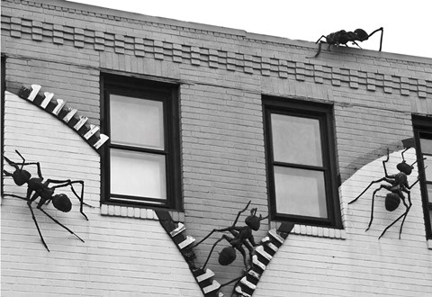 Framed Ants (b/w) Print