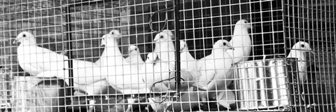 Framed Doves (b/w) Print