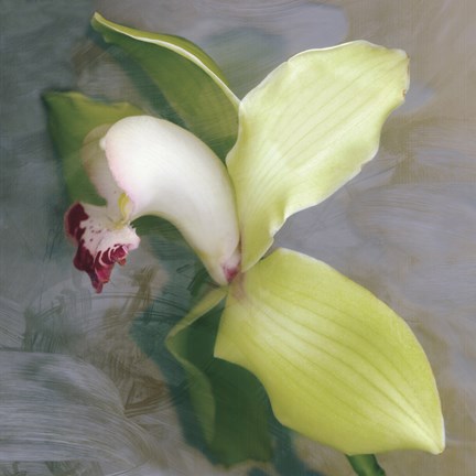 Framed Tropicale Print