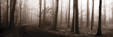 Framed Forest Path (Sepia) Print