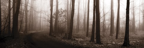 Framed Forest Path (Sepia) Print