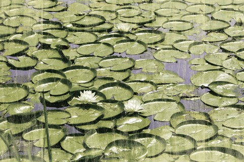 Framed Les Nympheas Print