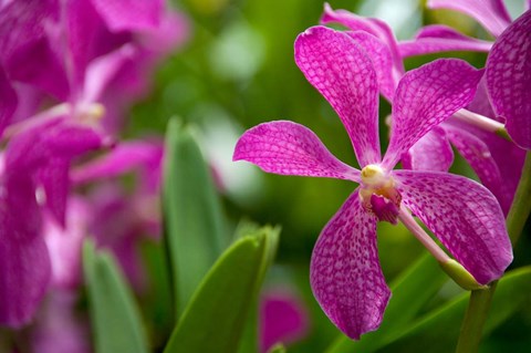 Framed Singapore, National Orchid Garden Print