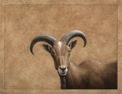 Framed Barbary Ram Print