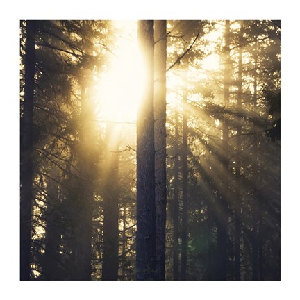 Framed Woodland Glow Print