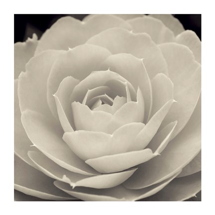 Framed Camellia II Print