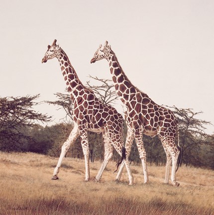 Framed Stride For Stride Print