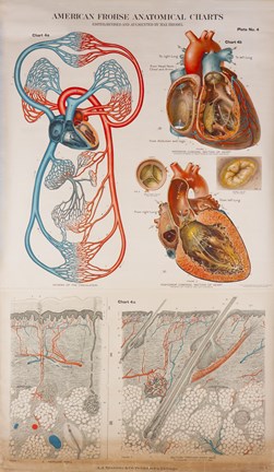 Framed American Frohse Plate 4 Print