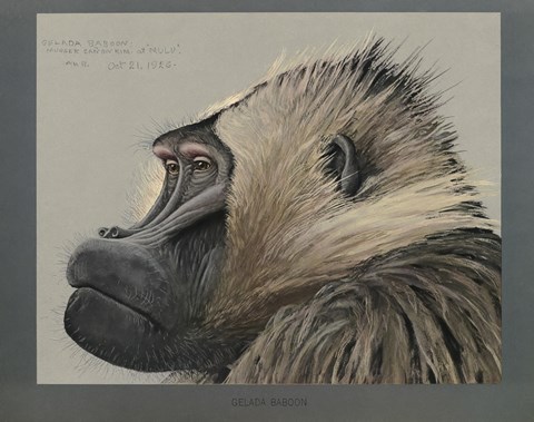Framed Abyssinian Gelda Baboon Print