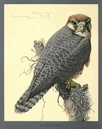 Framed Abyssinian Lanner Print