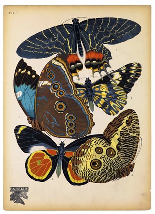 Framed Butterflies Plate 10 Print