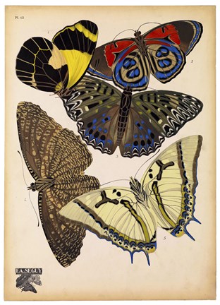 Framed Butterflies Plate 3 Print