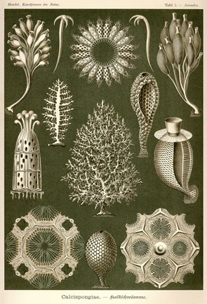 Framed Calcispongiae Print