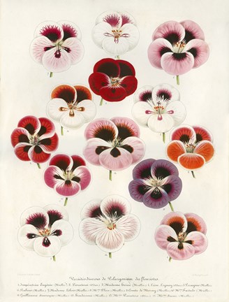Framed Geranium Varieties Print