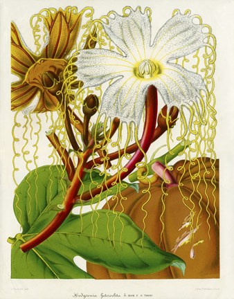 Framed Hodgsonia Heteroclita Print