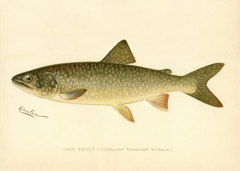 Framed Lake Trout Print