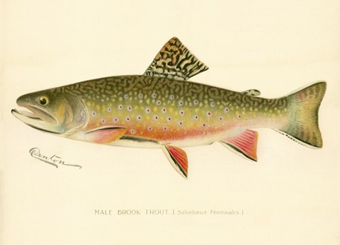 Framed Male Brook Trout Print