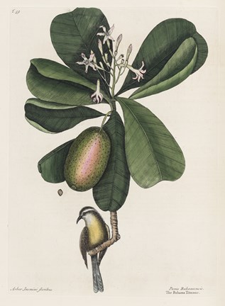 Framed Mark Catesby, Naturalist, 1720's Print