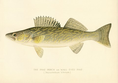 Framed Pike Perch Print